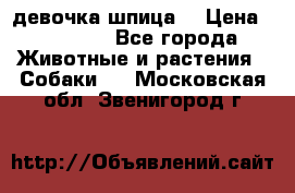 девочка шпица  › Цена ­ 40 000 - Все города Животные и растения » Собаки   . Московская обл.,Звенигород г.